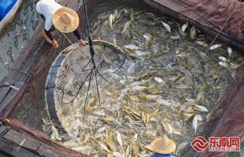 宁德：念好“山海经” 乡村阔步走