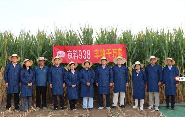 玉米新品种京科938封丘测产表现优异“四抗四耐”特质赋能黄淮